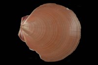 藏品(日月蛤)的圖片